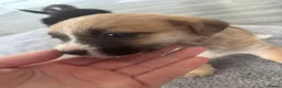 Mixed Breed dogs for sale: Jack Shih  - Advert 11