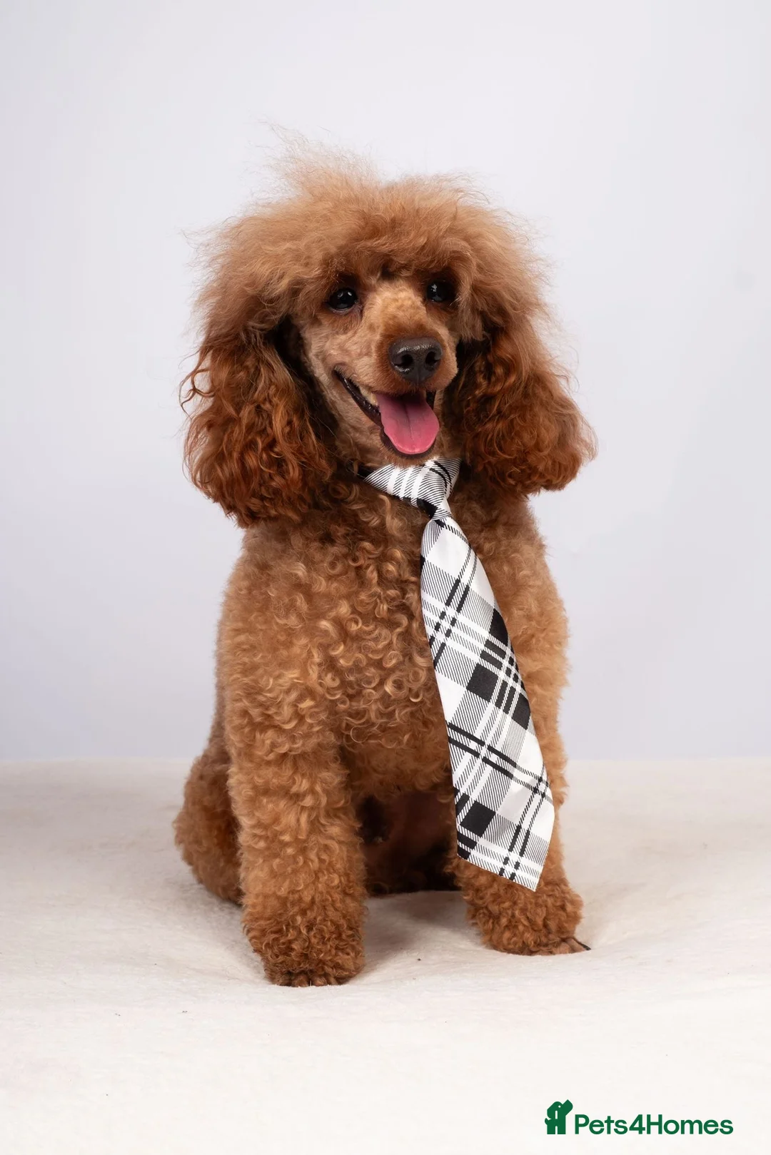 Cavapoo dogs for sale: FB1 Cavapoo - Advert 2