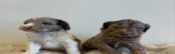 Cockapoo dogs for sale: Beautiful cockapoo puppy’s - Advert 13