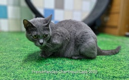 Chartreux cats for sale: Chartreux adult mum and daughter  - Image 14