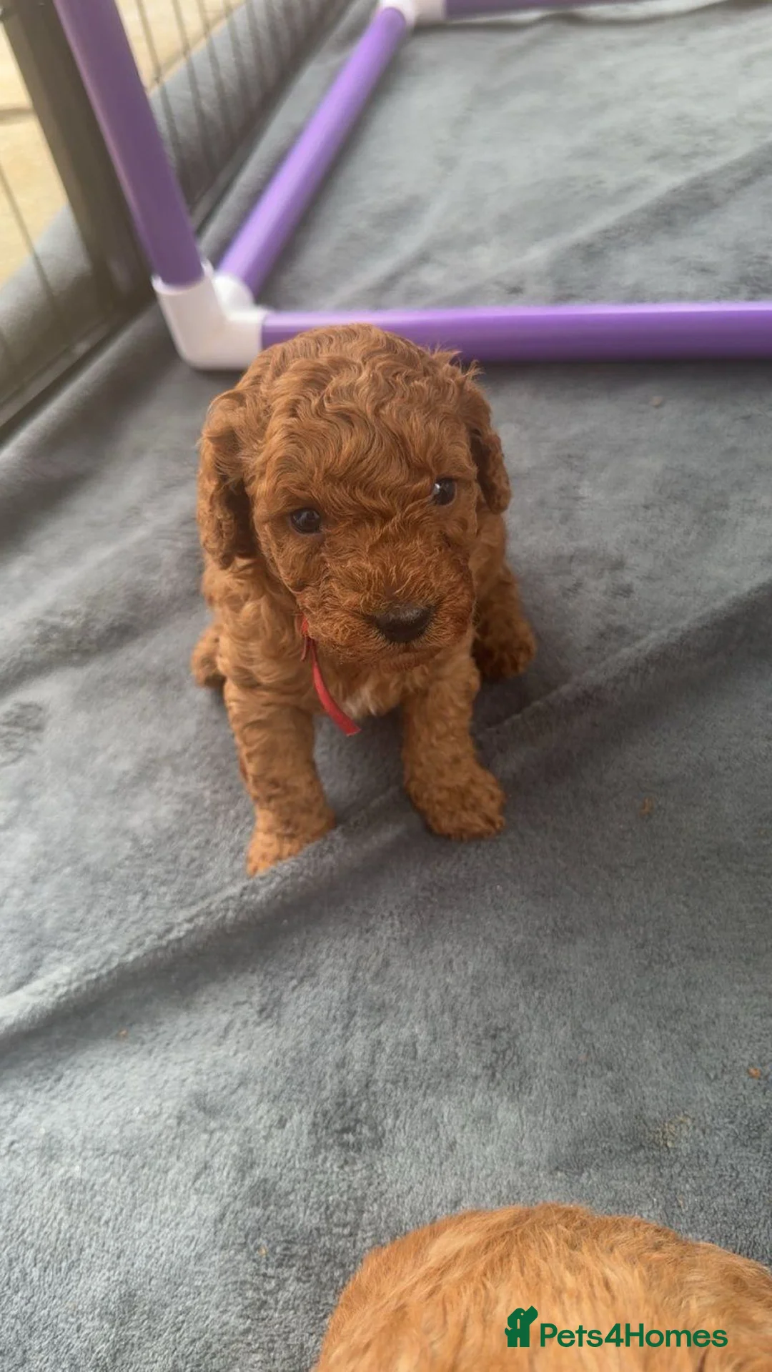 Cavapoo dogs for sale: F1bb Toy Cavapoo boys and girls available in Marlow - Advert 6
