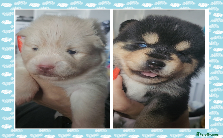 Pomsky dogs - Advert 5