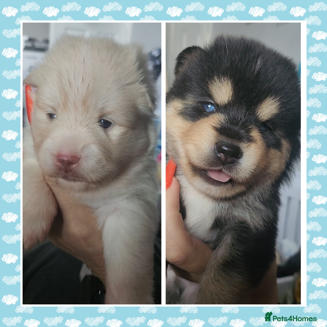 Pomsky dogs for sale: Pomsky puppies - Image 1