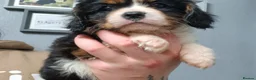 Cavalier King Charles Spaniel dogs for sale: Available Cavalier king Charles Spaniel  in Bristol - Advert 7