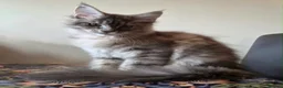 Maine Coon cats for sale: 🔥 CHAMPION RUSSIAN LINE XXL MAINE COON VACCINATED - Advert 8