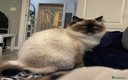 Ragdoll cats for sale: ✨Ragdoll Kittens Available – European Lines ✨ - Image 34