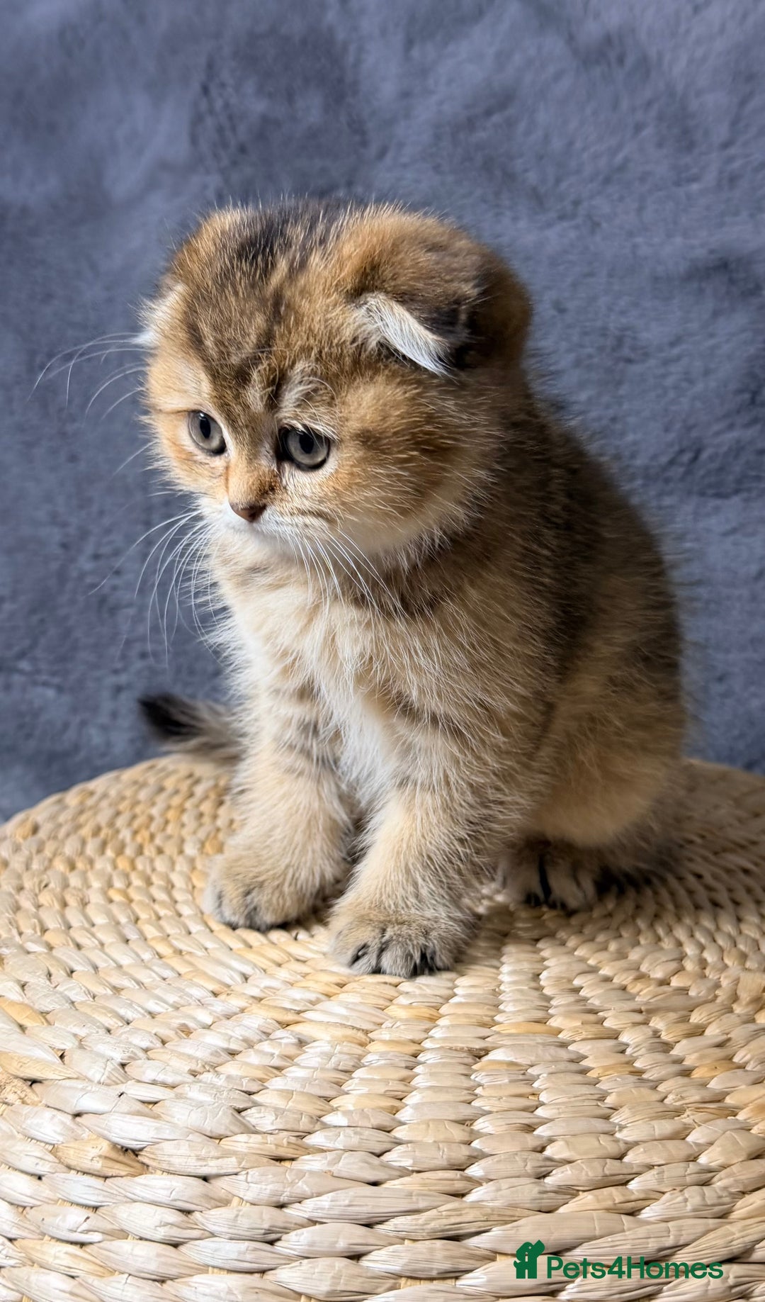 Scottish Fold cats for sale: Rare Black Gold Scottish Fold Kittens - Advert 14