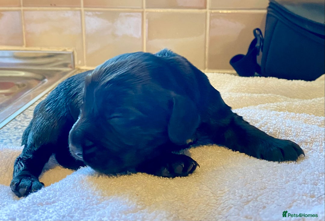 Cocker Spaniel dogs for sale: Working Cocker Spaniel Pups - Image 8