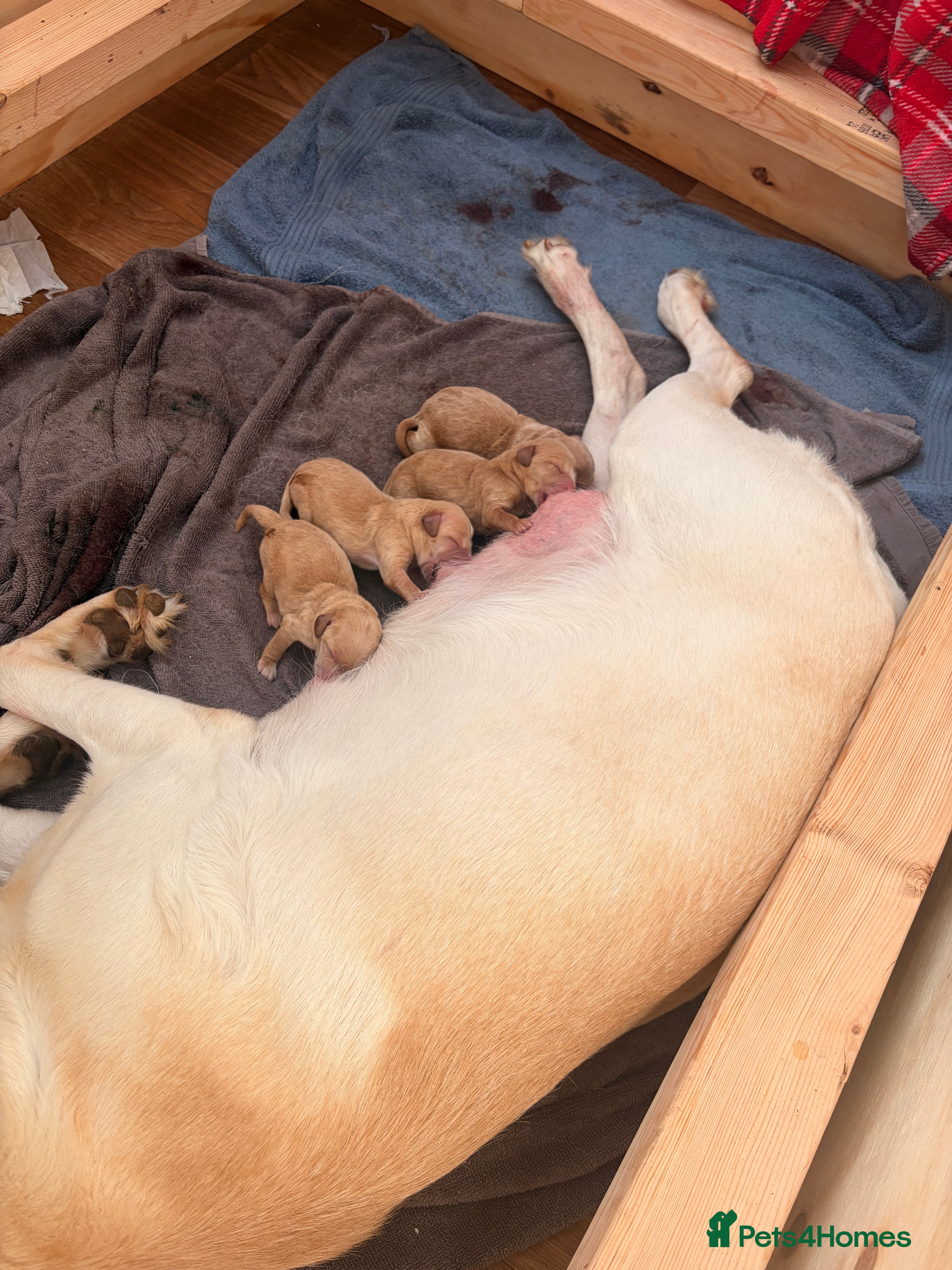 Labradoodle dogs All red Labradoodles forsale  - Advert 1