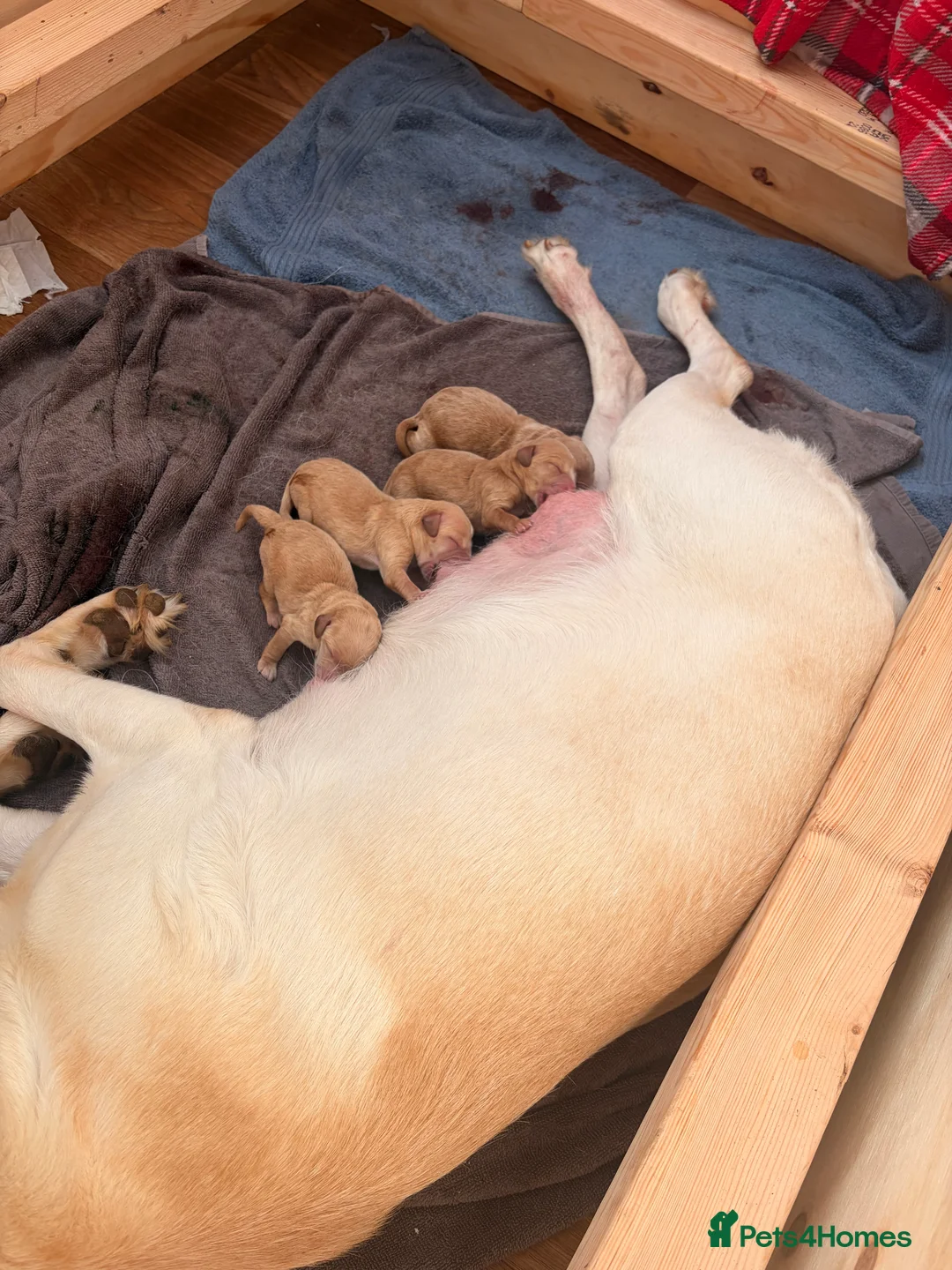 Labradoodle dogs for sale: All red Labradoodles forsale  in Scunthorpe - Advert 1