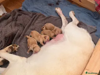 Labradoodle dogs All red Labradoodles forsale - Advert 3