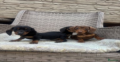 Miniature Dachshund dogs - Advert 4