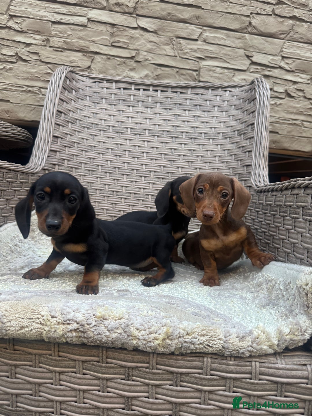 Miniature Dachshund dogs for sale: Miniature dachshunds (council licensed breeder) - Image 2