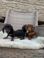 Miniature Dachshund dogs - Advert 7