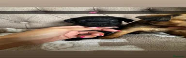 Mixed Breed Puppy 6