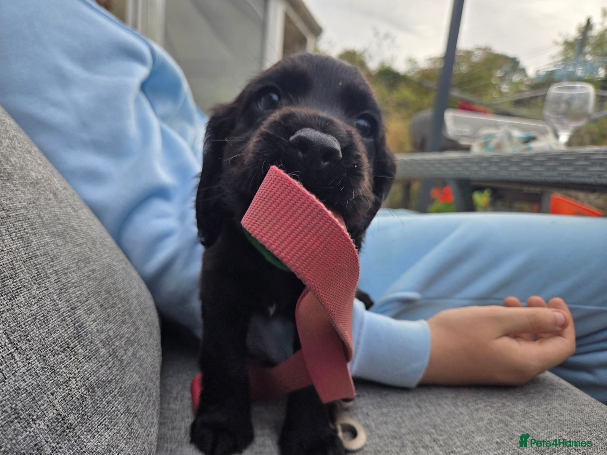 Cocker Spaniel dogs Stunning Working Cocker Spaniel Pups - Advert 1
