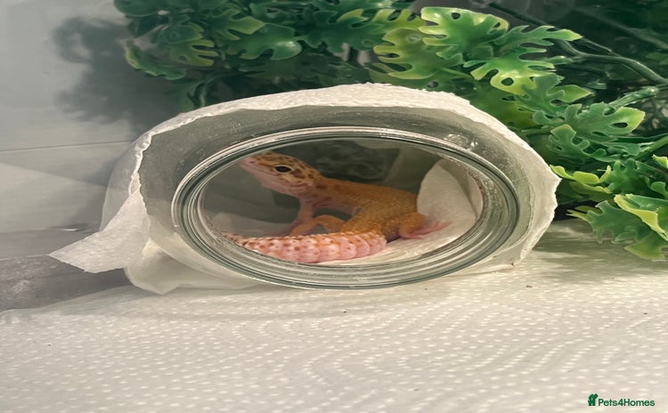 Leopard Gecko reptiles - Advert 1