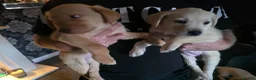 Labrador Retriever dogs for sale: Labrador puppies ready to leave  - Advert 6
