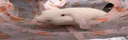 French Lop rabbits for sale: French lop in Rotherham - Advert 2