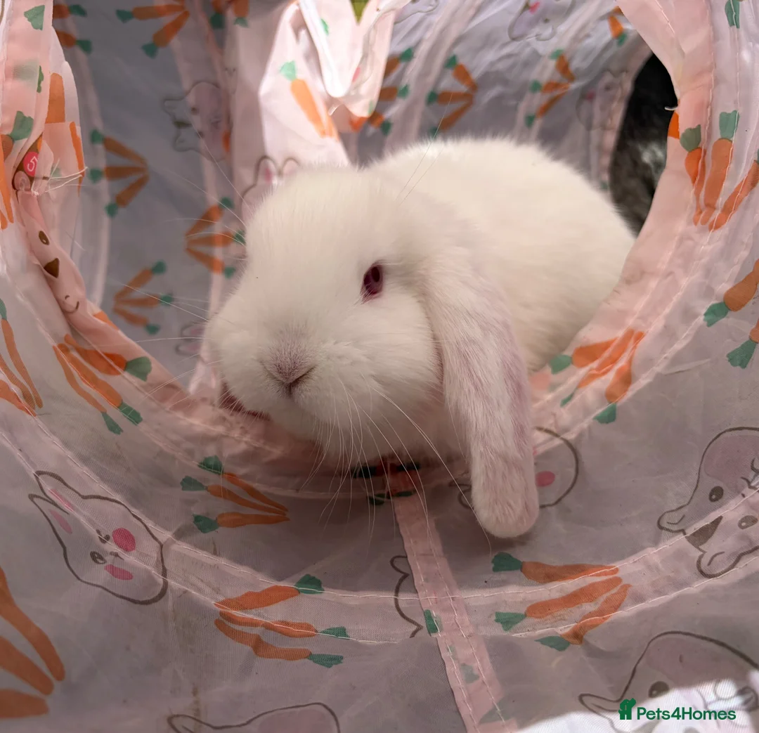 French Lop rabbits for sale: French lop in Rotherham - Advert 2