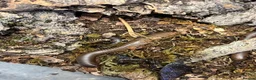 Mixed Breed invertebrates for sale: Various Invertebrates At Urban Exotics  - Advert 27