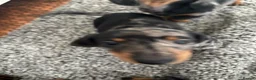 Dachshund dogs for sale: Dapple dachunds  in Leicester - Advert 2