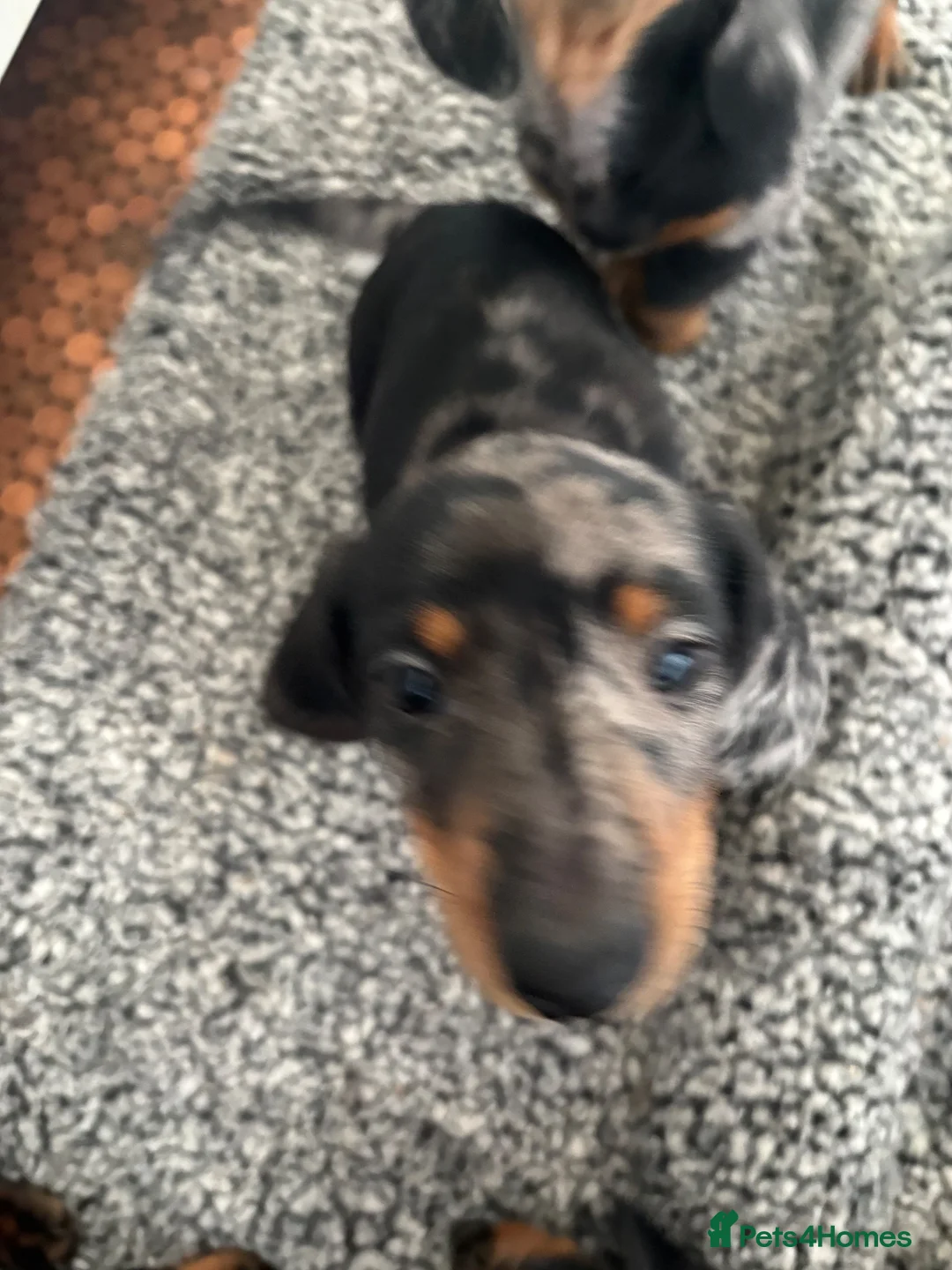 Dachshund dogs for sale: Dapple dachunds  in Leicester - Advert 2