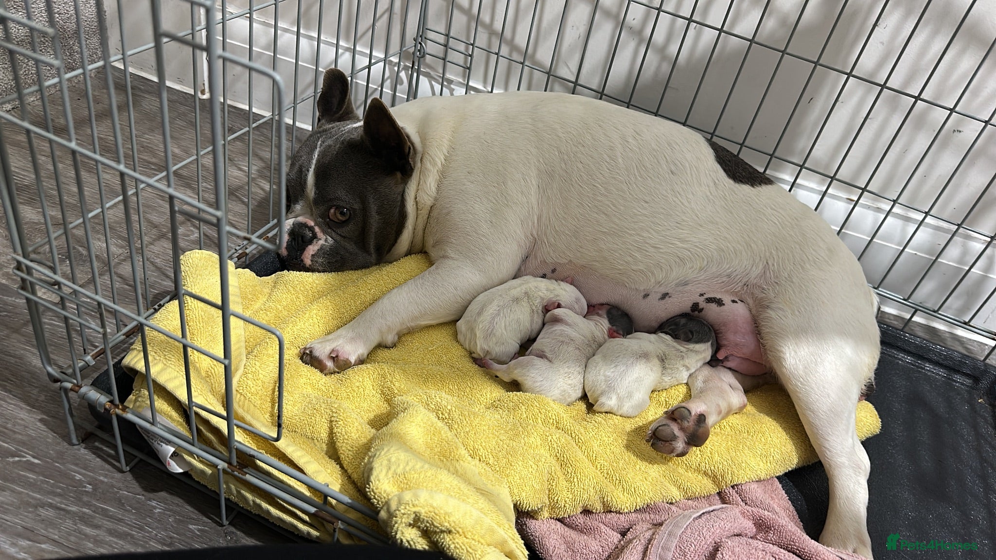 French Bulldog dogs Puppies for sale  - Advert 8