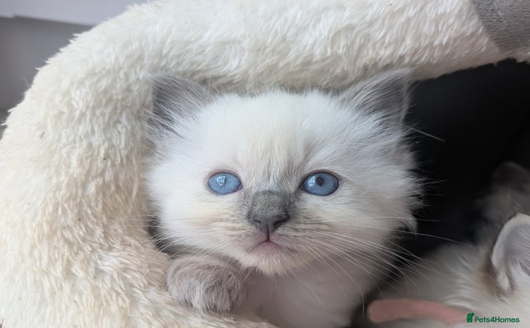 Ragdoll cats - Advert 1