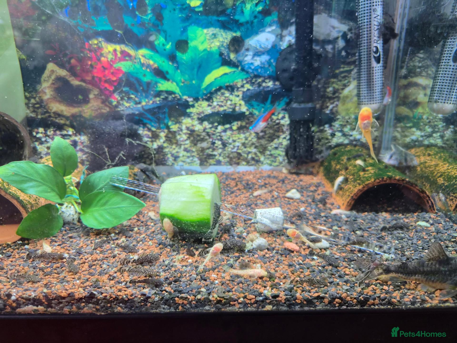 Plecos fish Bristlenose plecs common & albinos - Advert 9