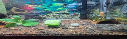 Plecos fish for sale: Bristlenose plecs common & albinos in Scunthorpe - Advert 1
