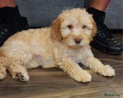 Cockapoo dogs - Advert 10