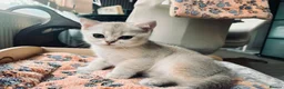 Scottish Fold cats for sale: TICA Registered Scottish Fold Kittens - Advert 5