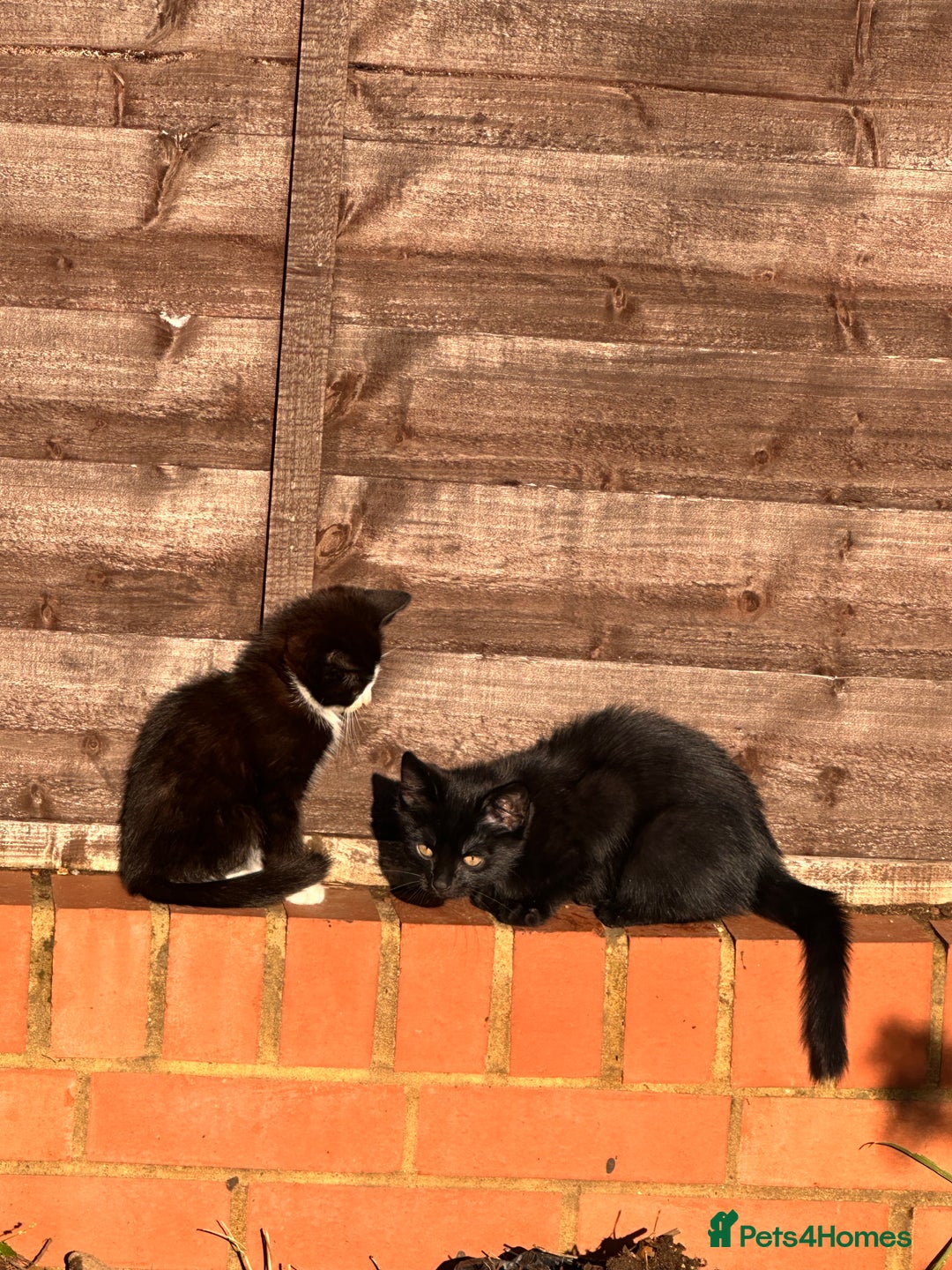 Mixed Breed cats for sale: Hybrid-Breed Kittens Available – Raised With Love - Advert 21