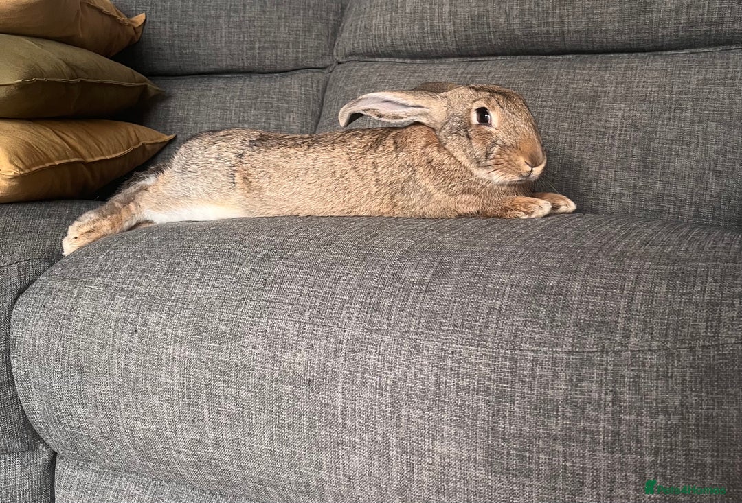 Continental Giant rabbits for sale: Sweet bun looking for a new home  - Advert 1