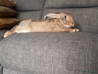 Continental Giant rabbits Sweet bun looking for a new home - Advert 1
