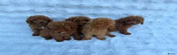 Toy Poodle dogs for sale: Red Toy Poodle MALES - Advert 7