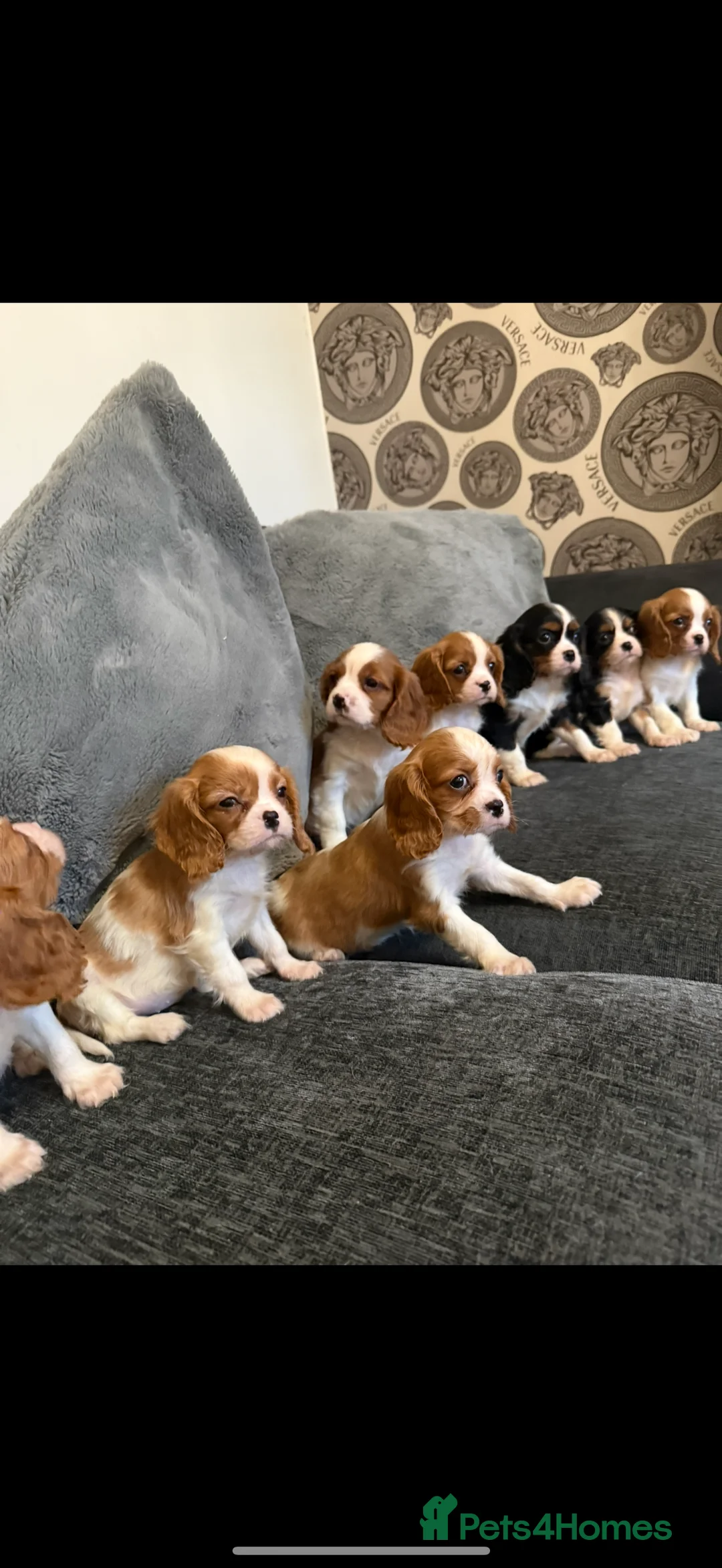 Cavalier King Charles Spaniel dogs for stud: Kc dna clear cavalier boy for stud  in Huddersfield - Advert 9
