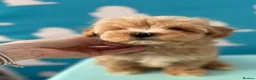 Maltipoo dogs for sale: Maltipoo puppies READY NOW ! - Advert 9