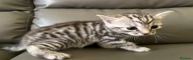 Bengal 4