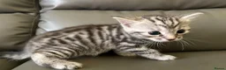 Bengal cats for sale: Bengal Cross - 2 ginger - One Black - One Grey  - Advert 24