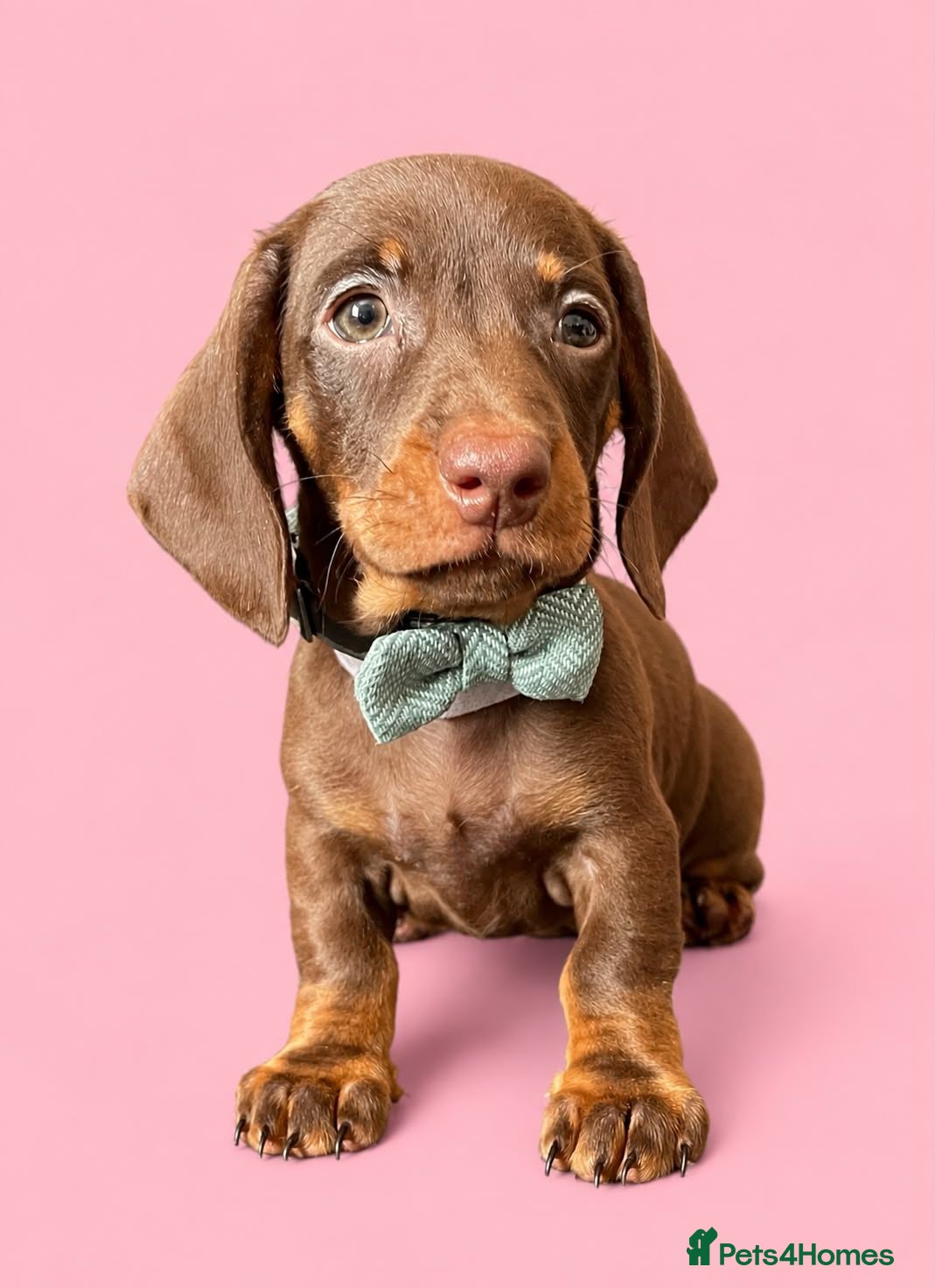 Dachshund dogs Gorgeous litter of dachshunds - Advert 10
