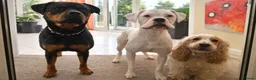 Rottweiler dogs for sale: 1 year old rottweiler for sale  - Advert 5
