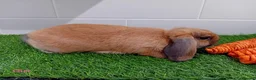 Mini Lop rabbits for sale: Mini Lop Baby Bunnies - Ready now!! - Advert 16