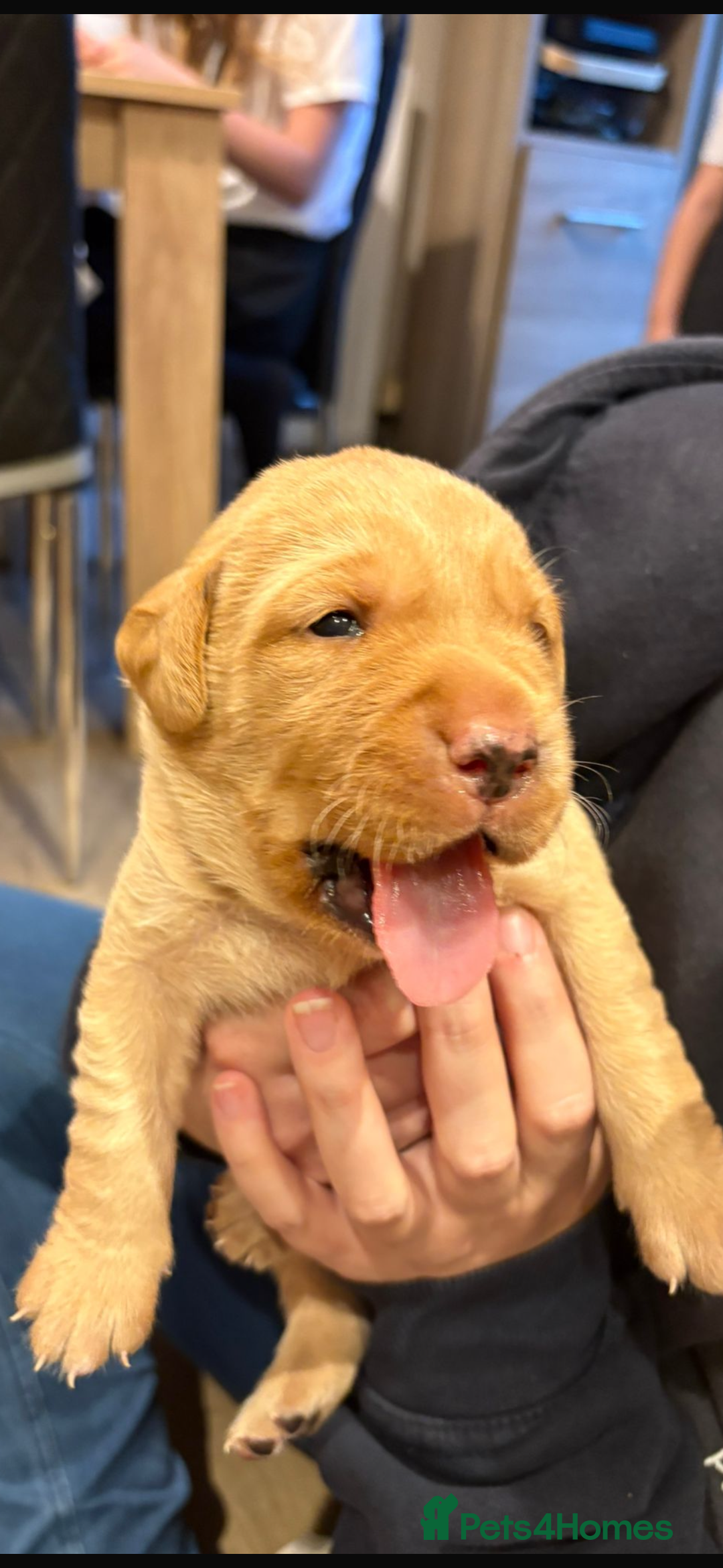 Labrador Retriever dogs for sale: Labrador pups, well-socialised & family raised - Image 16