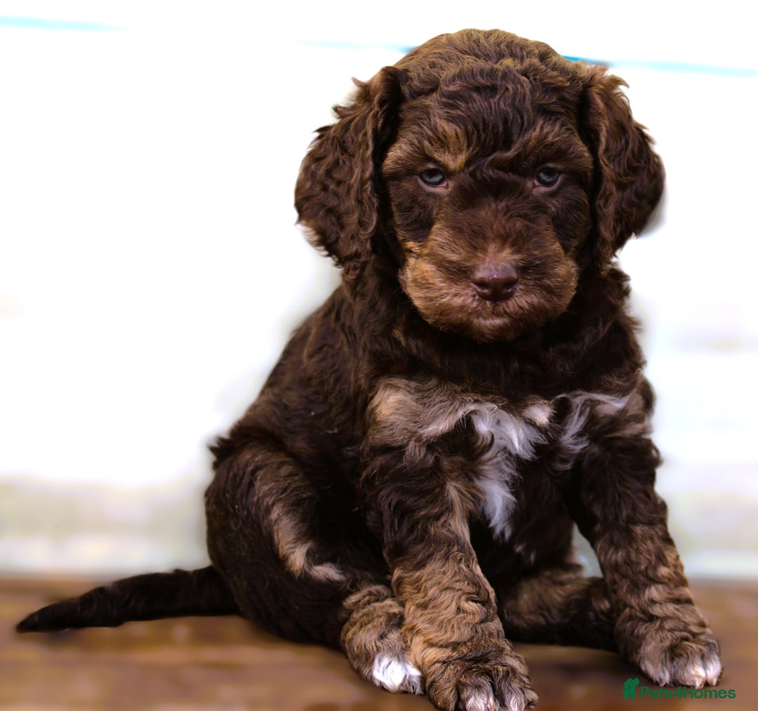 Labradoodle dogs for sale: 🐾🌈 Bred for Potential, Raised for Resilience🐾🌈 - Advert 12