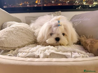 Maltese dogs Beautiful 6 month old Maltese Puppy Ready Now - Advert 6