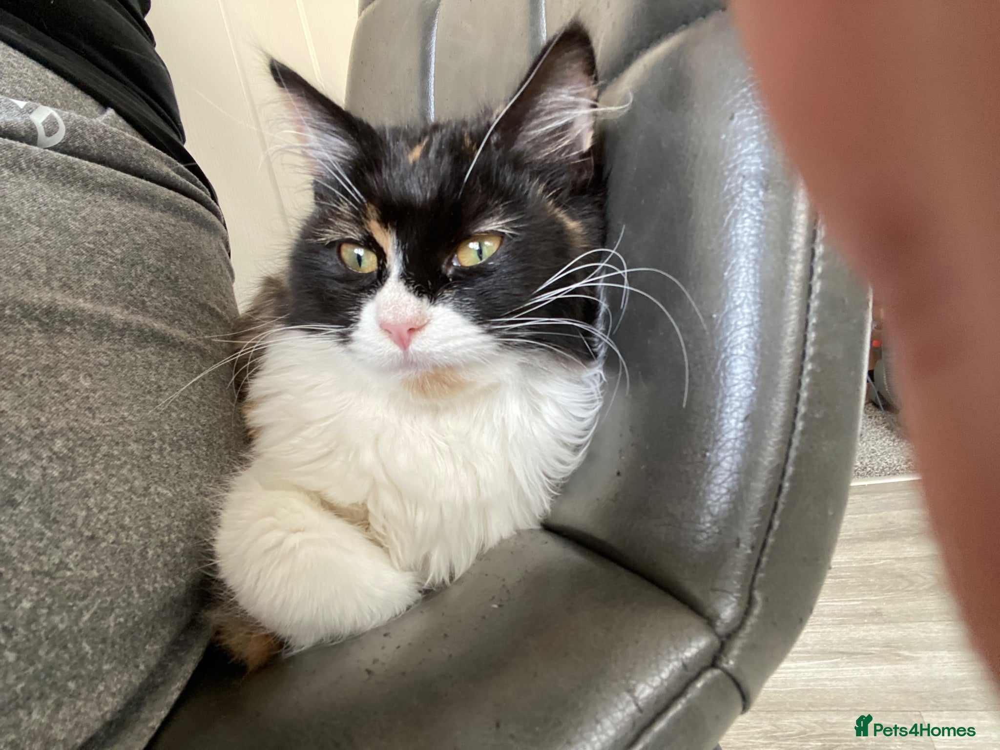 Mixed Breed cats Kittens looking for a new home  - Advert 2