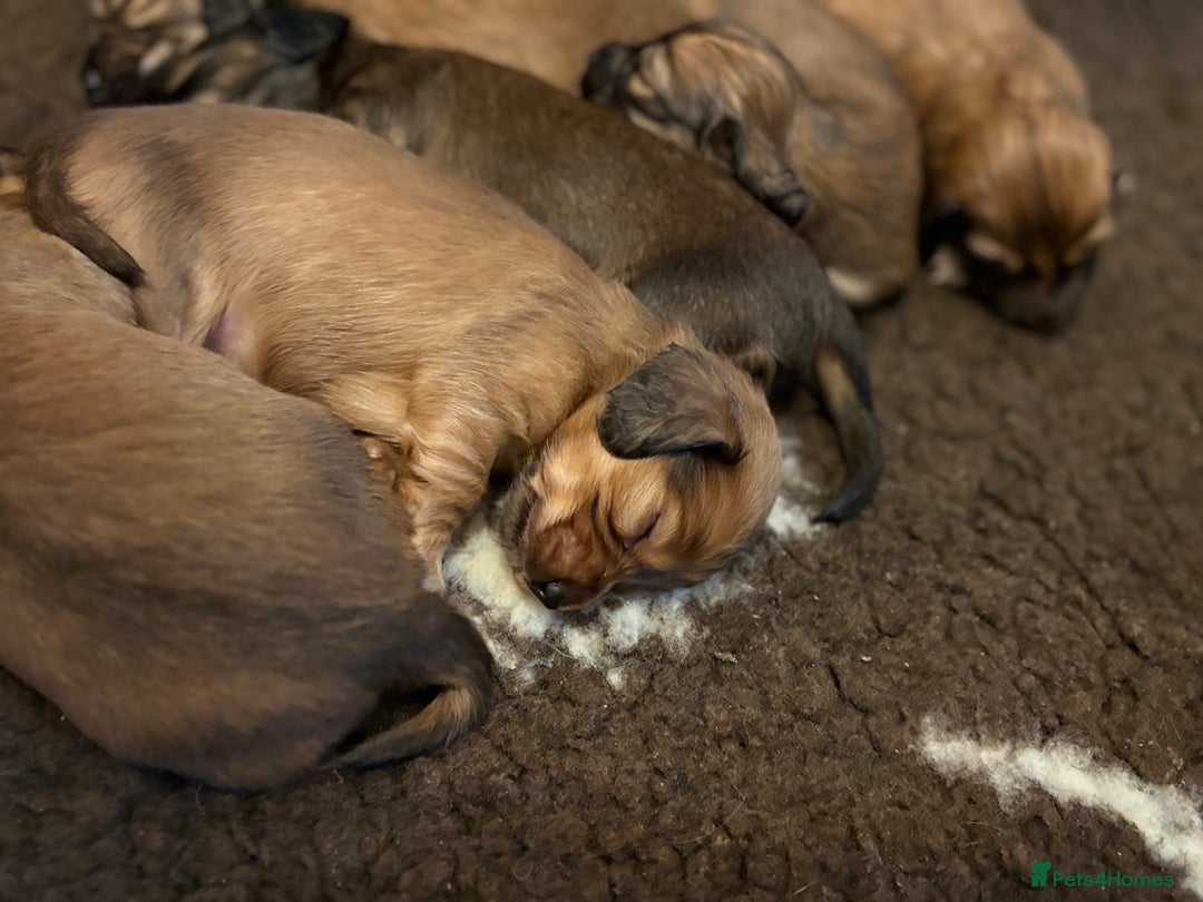 Miniature Dachshund dogs for sale: KC LONG HAIRED MINIATURE DACHSHUNDS🤍 - Image 12
