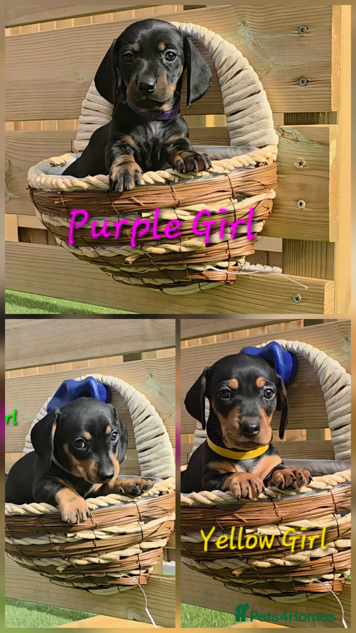 Miniature Dachshund dogs Ready 15th June Miniature Dachshund Puppies 🐶🐾 - Advert 1